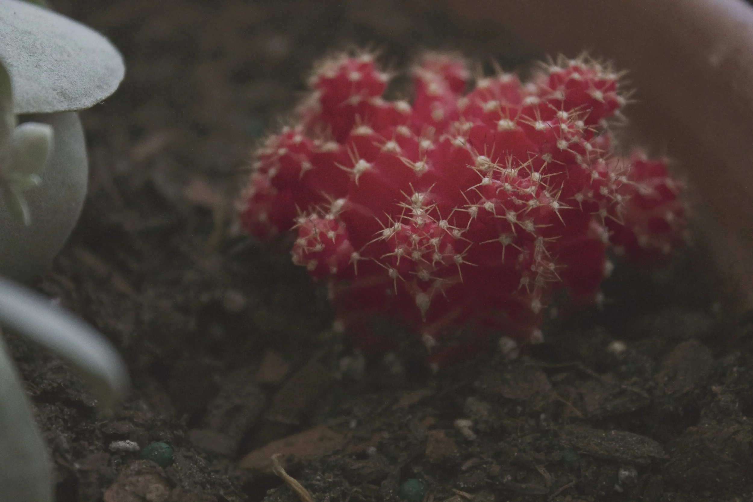 Gynocalycium mihanovichii