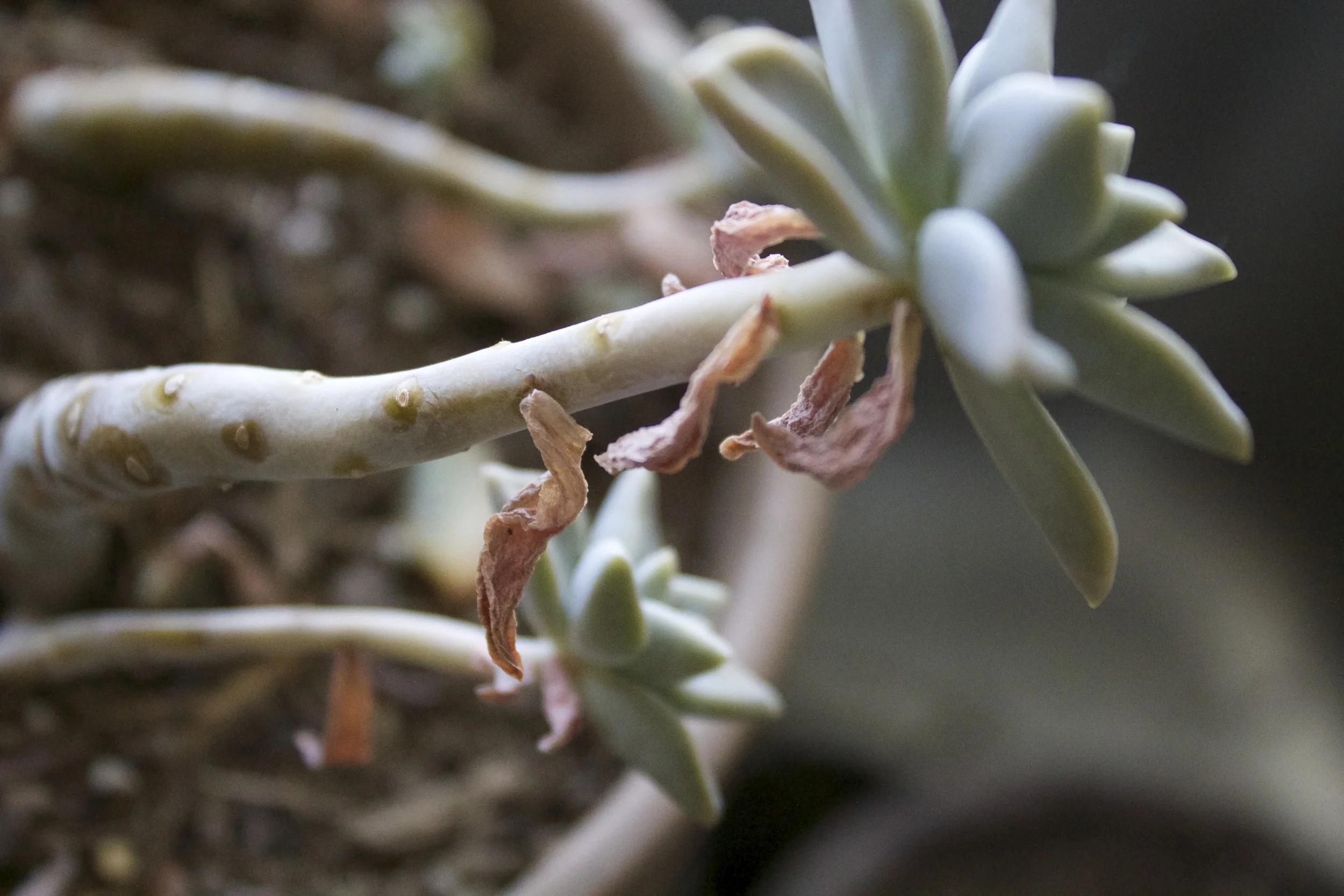 Graptopetalum paraguayense