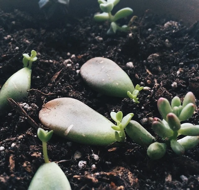 Echeveria babies and Sedum rubrotinctum 