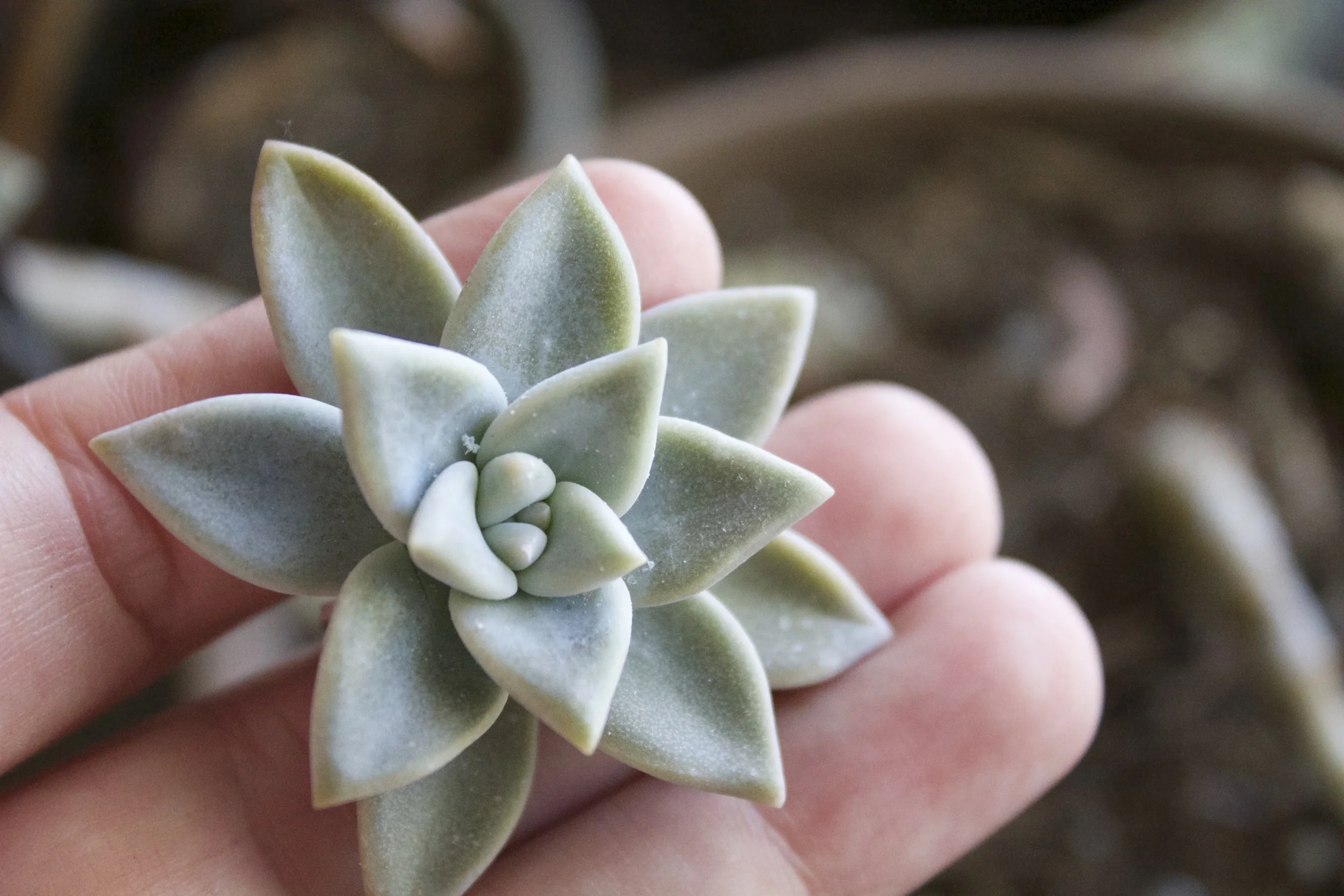 Graptopetalum paraguayense