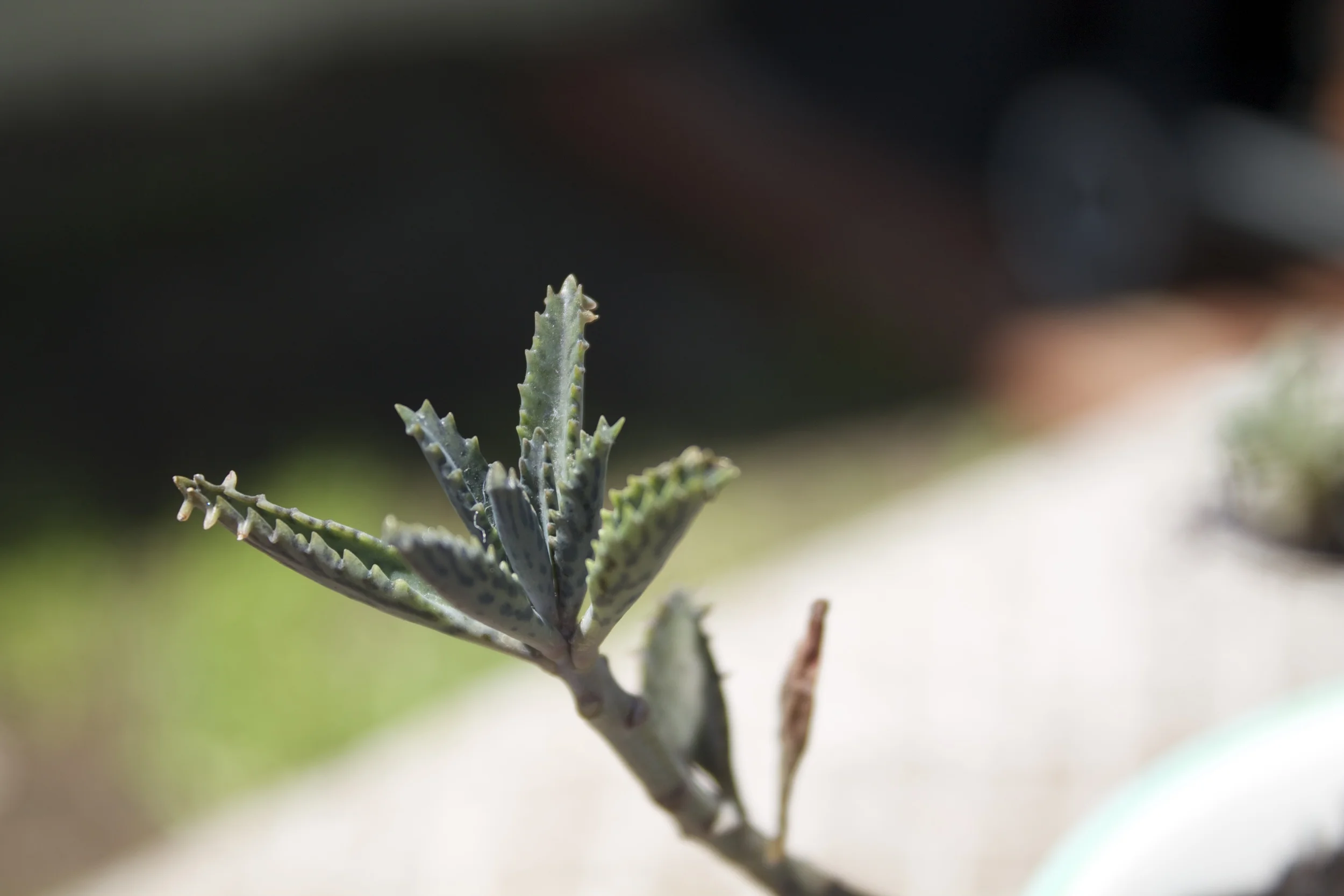 Kalanchoe daigremontiana (Maternity Plant)