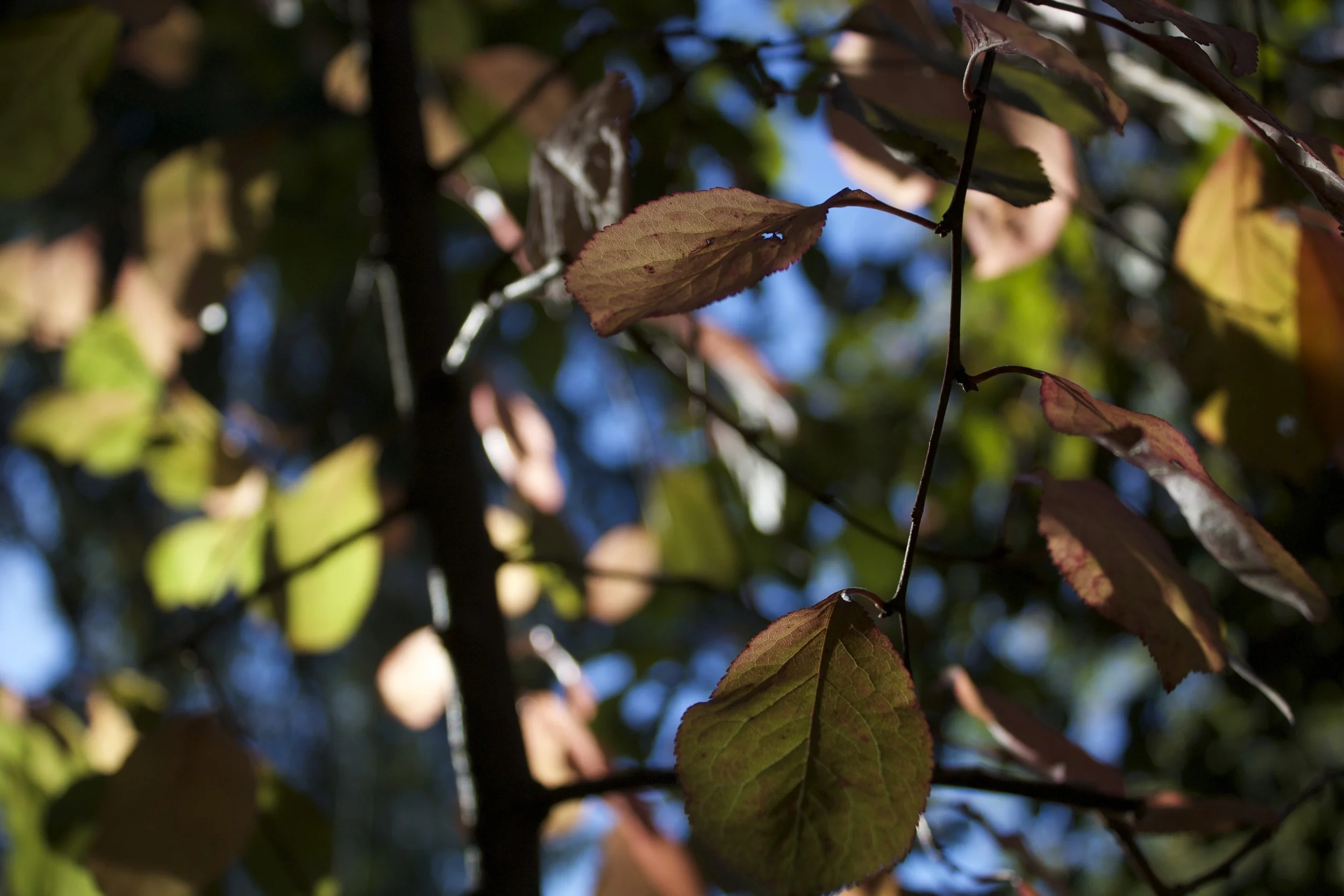 Grandma's plum tree in October.