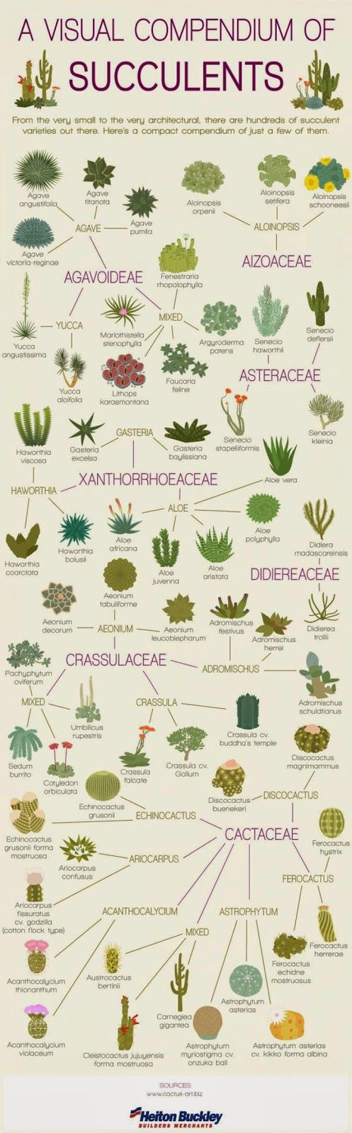 Plant Identification Chart