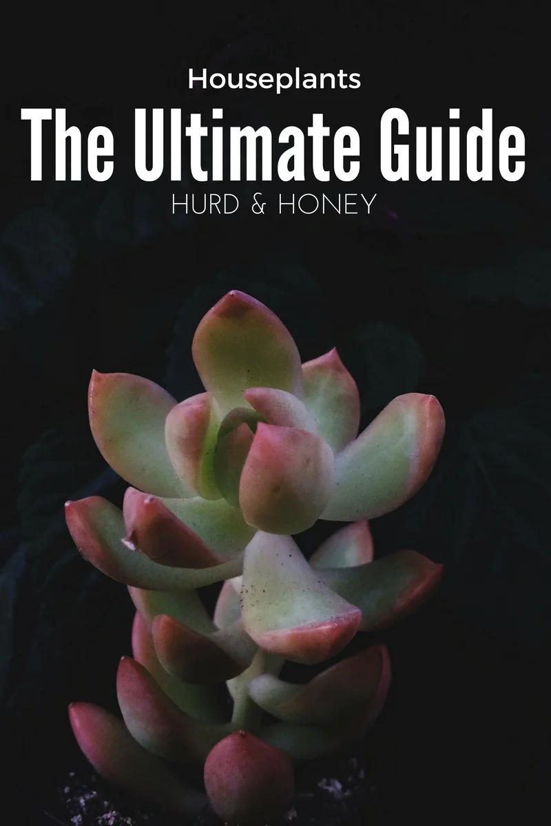 The Ultimate Houseplant Guide 