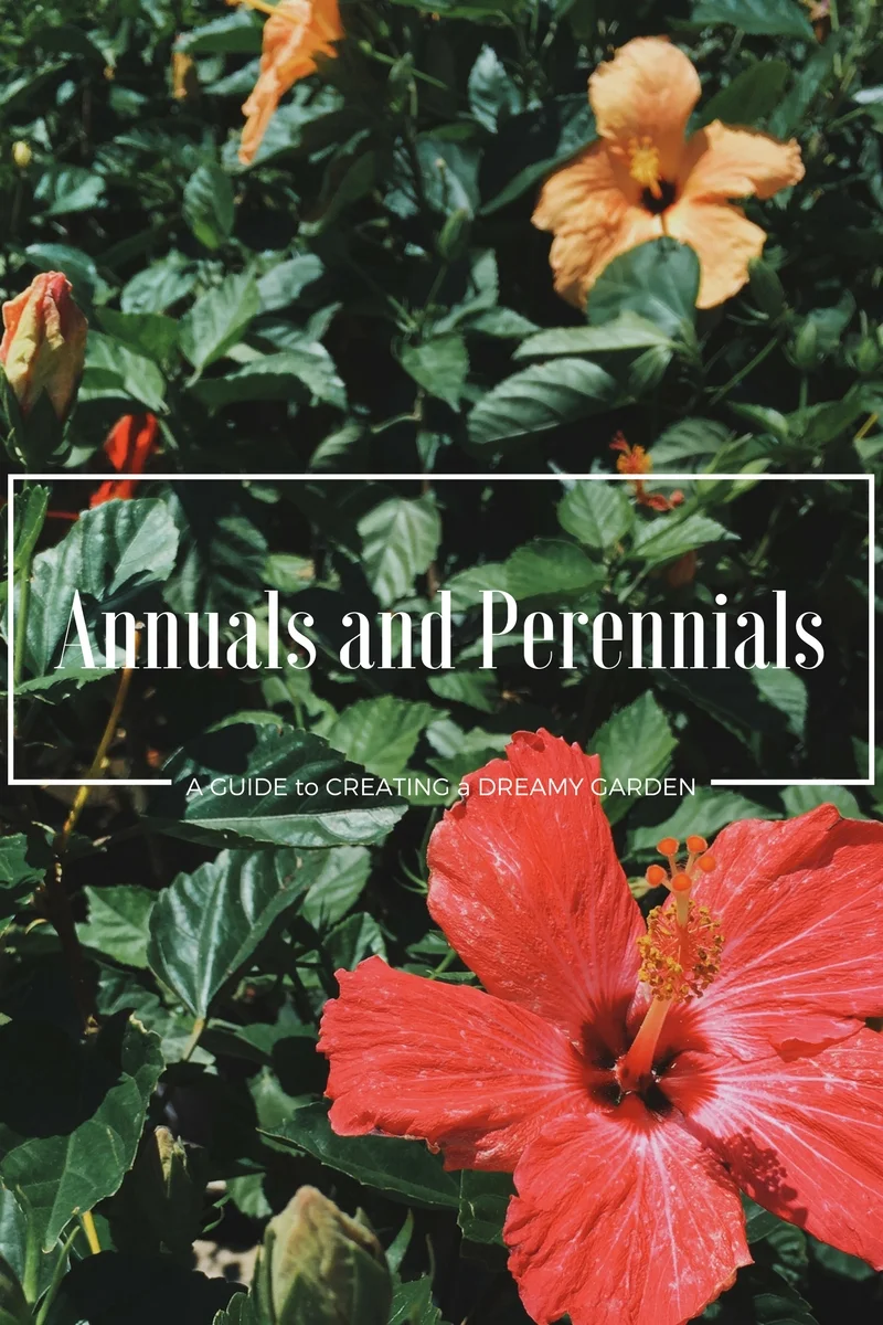 Annuals, Perennials, and Creating A Dreamy Garden 