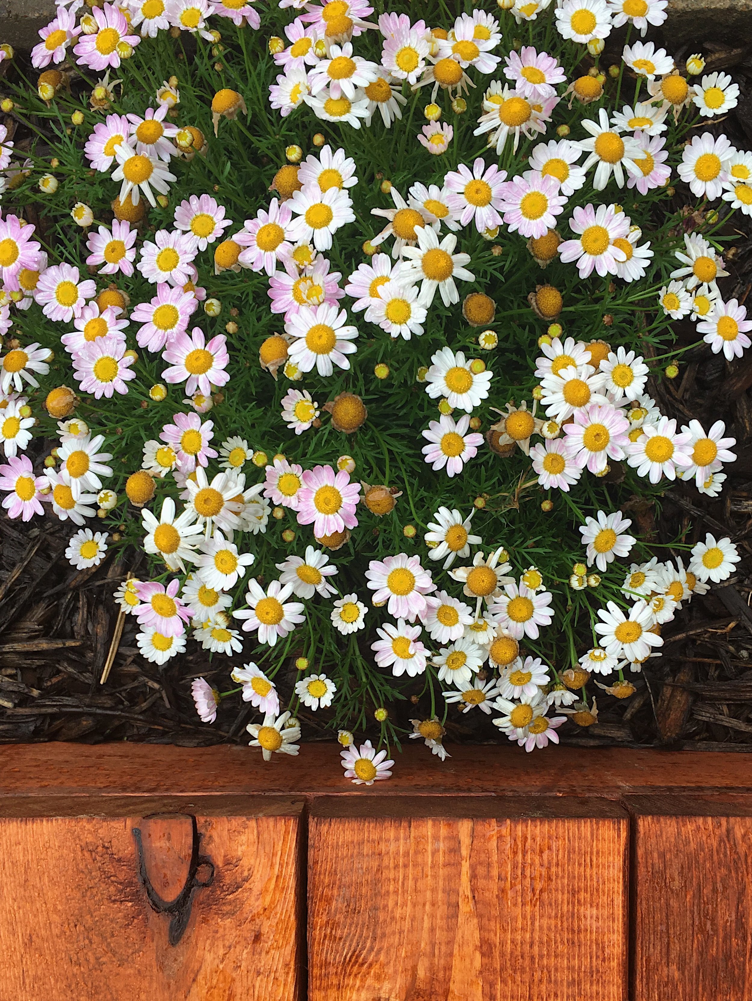 The color changing daisies!