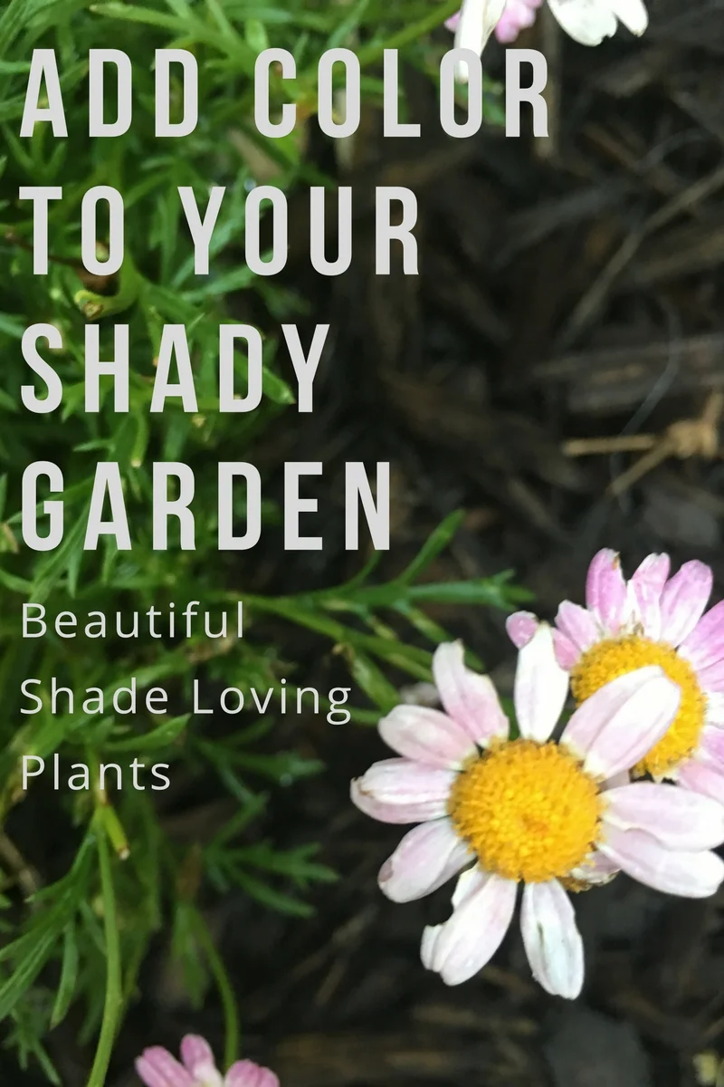 Add Color to Your Shady Garden