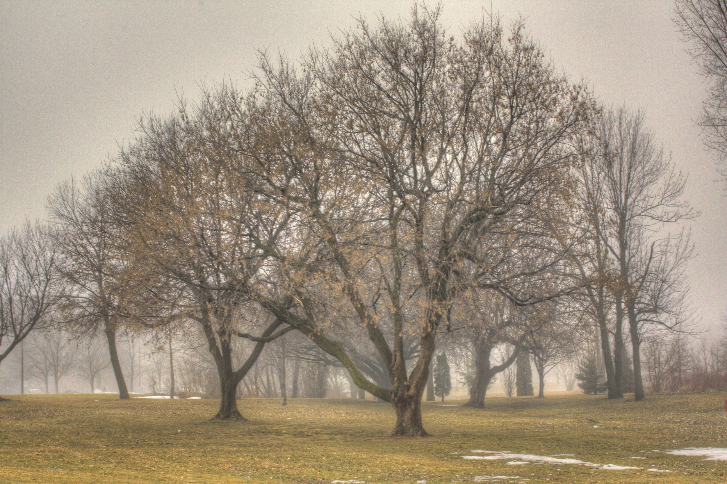 Foggy Tree.jpg