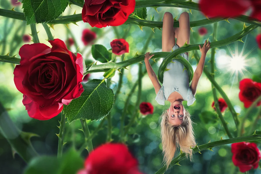 The rose's revenge
