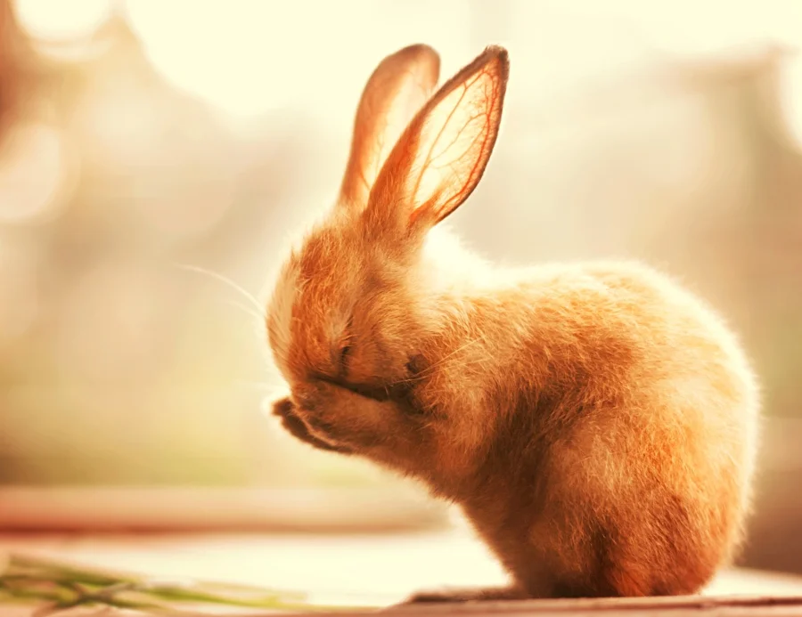 Фото Ashraful Arefin 