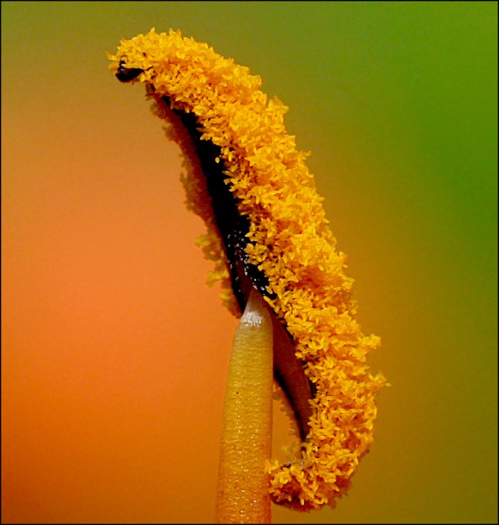 фото Stuart Williams