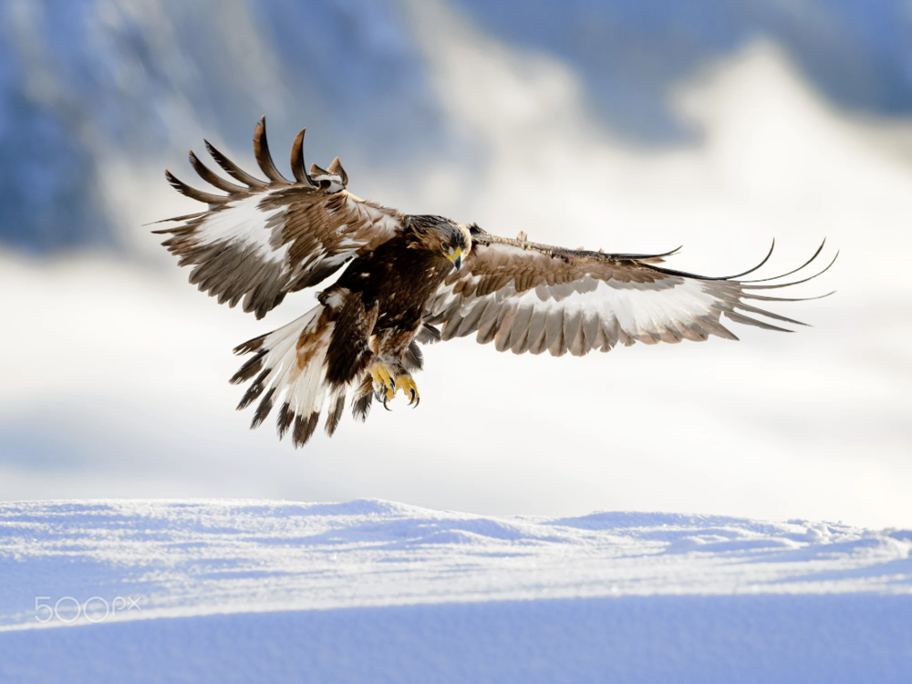 Golden eagle landing in snow, ... by Bjørn H Stuedal on 500px.com