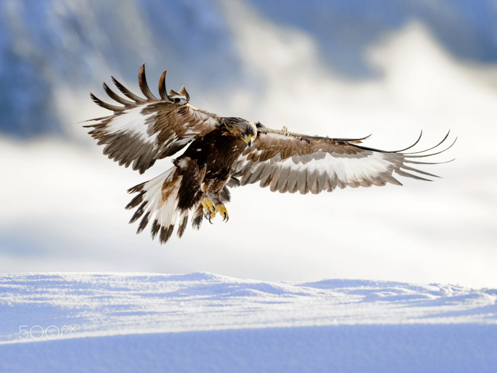 Golden eagle landing in snow, ...  by  Bjørn H Stuedal  on  500px.com