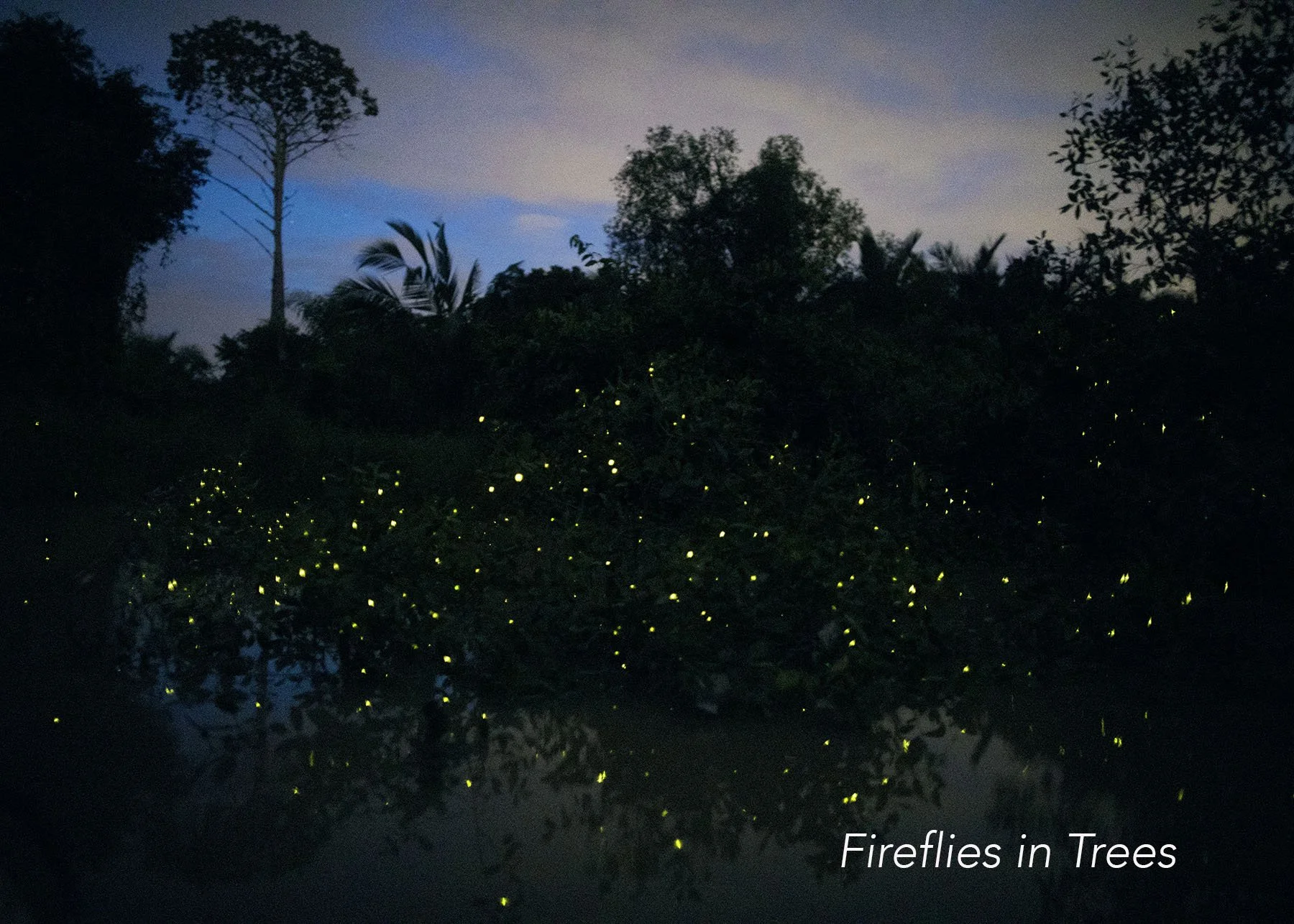 Fireflies in Trees, titled.jpg