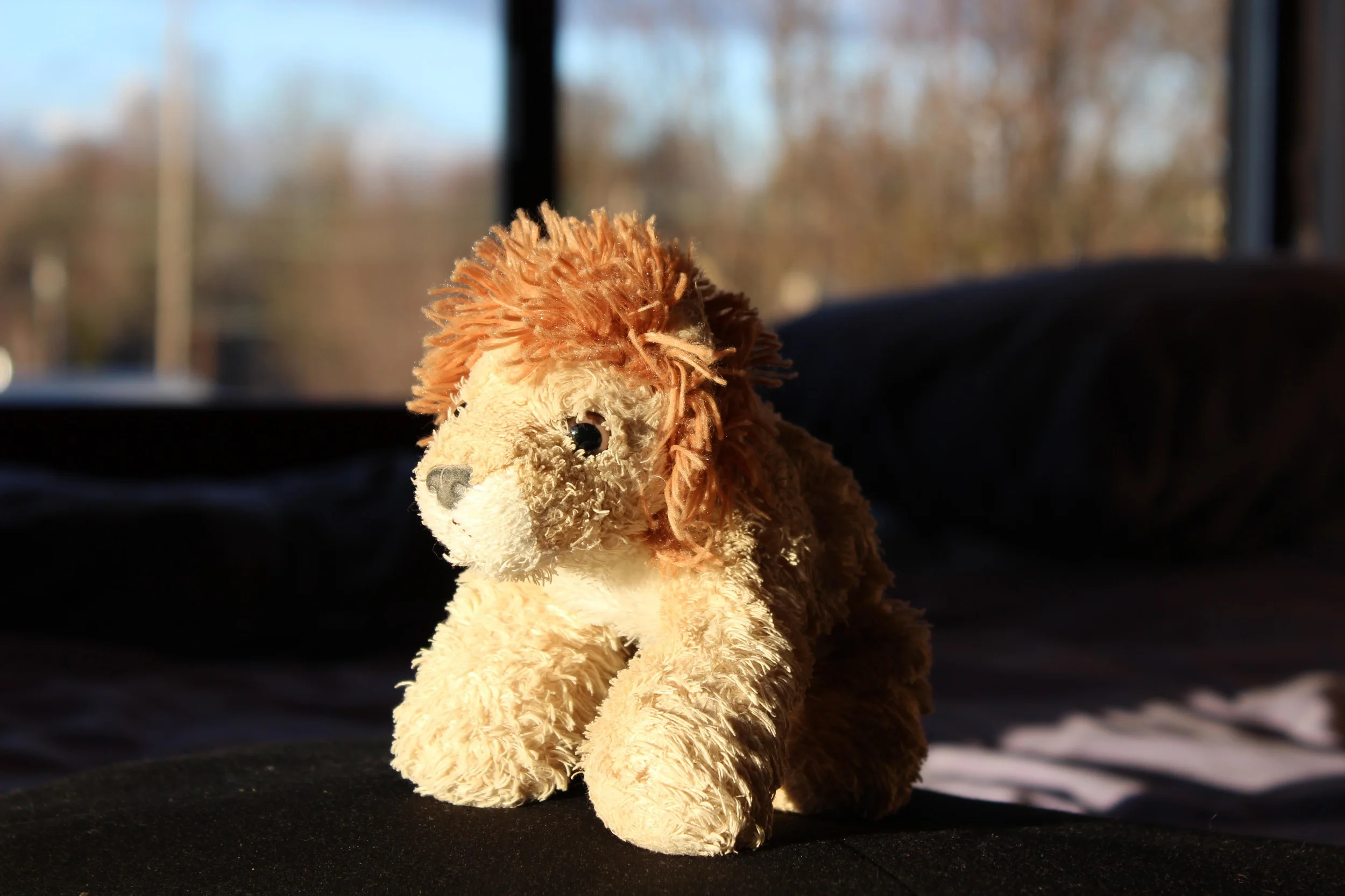 Leo is a small lion