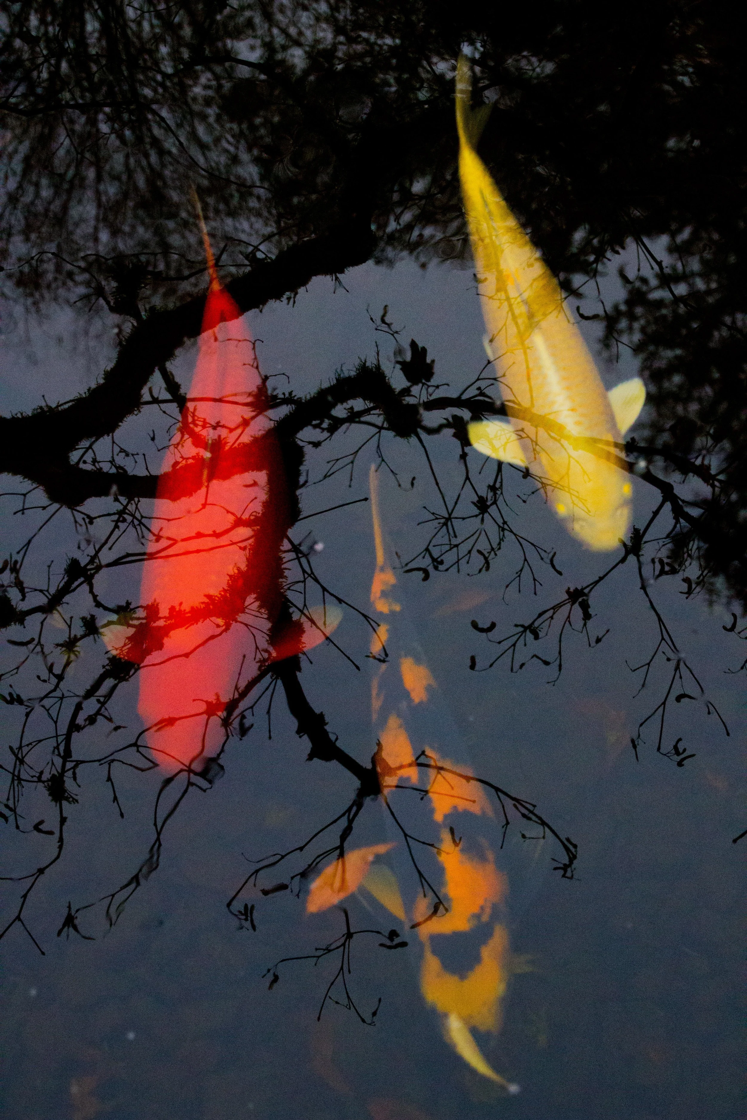 Japanese Gardens Nov 22-4.jpg