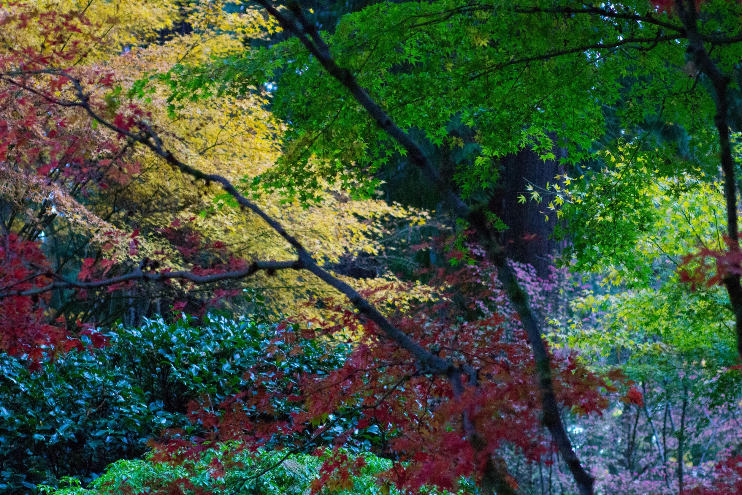Trees at Japanese Gardens.jpg