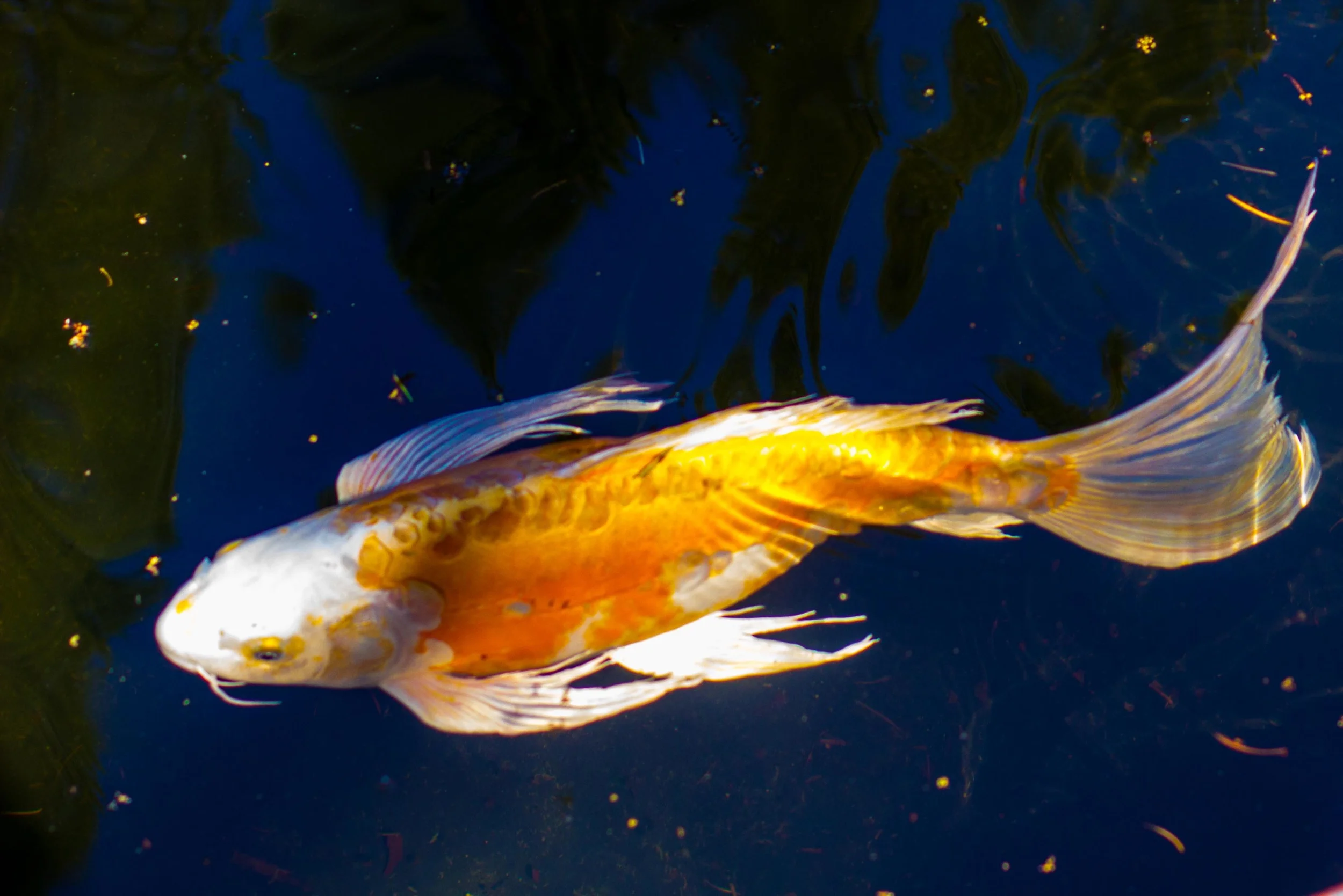 fish-17.jpg