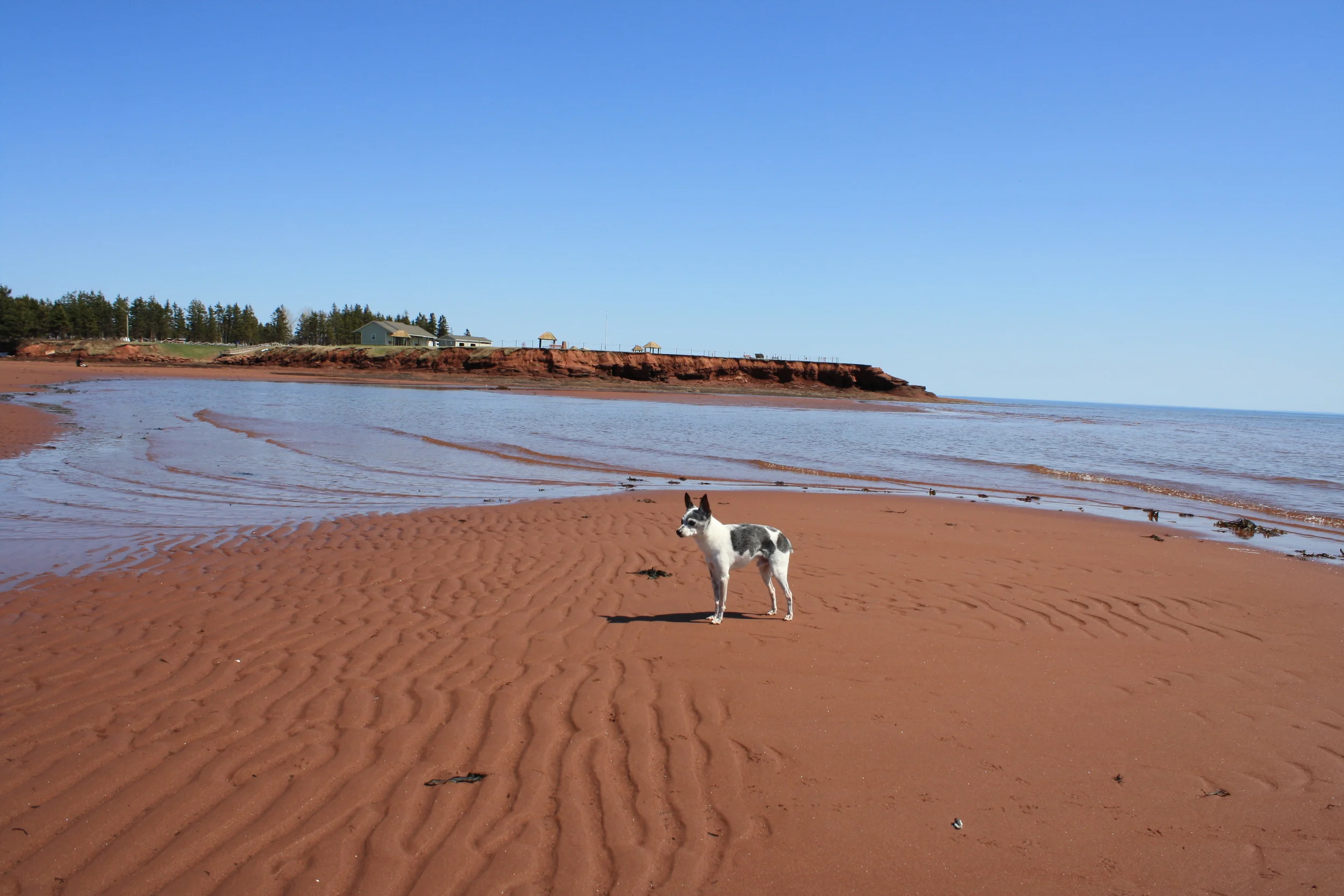 Santosh meets the Red Sand of Canoe Cove, P.E.I.