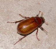 June-Bug.jpg