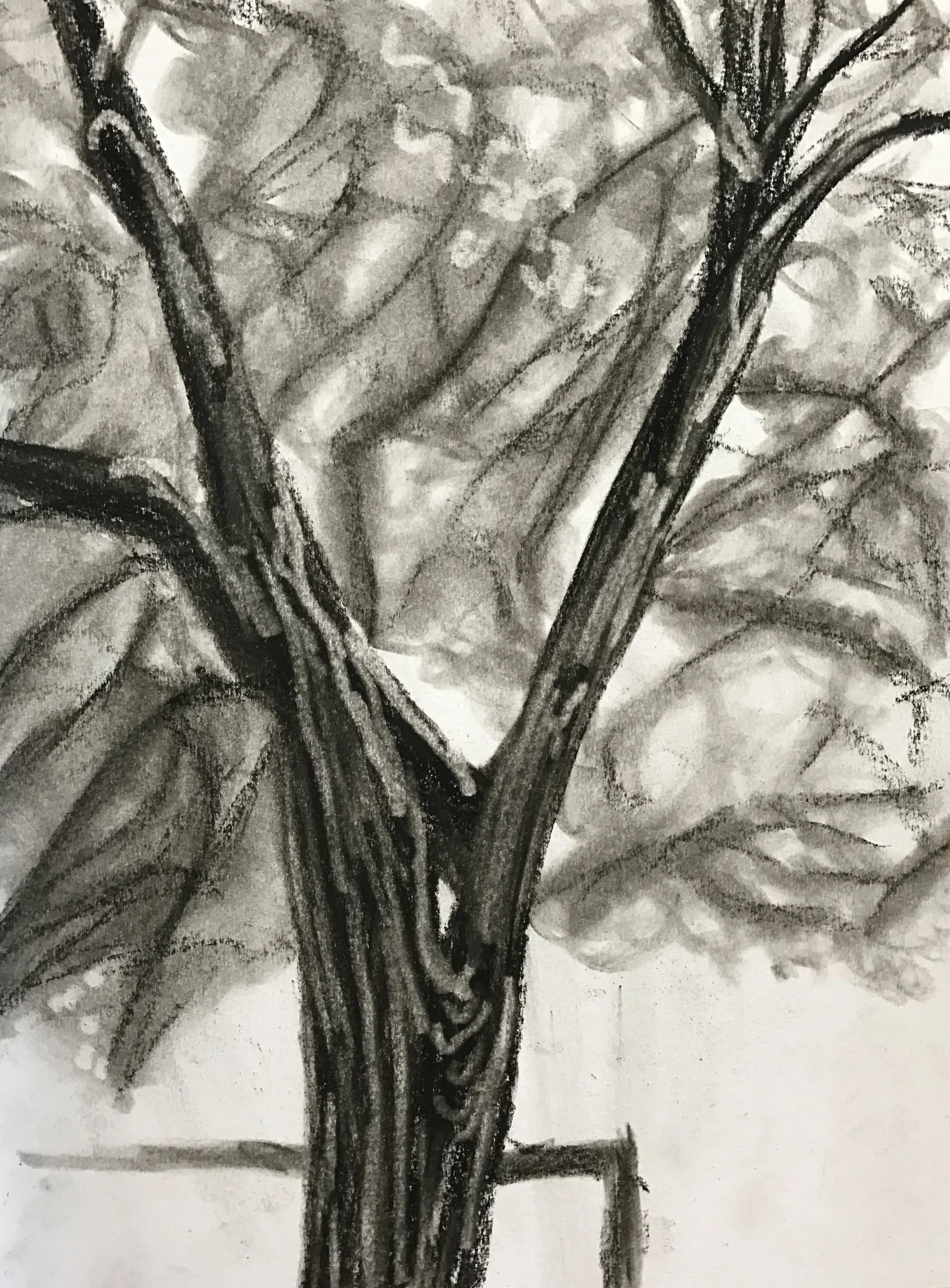 The Big Tree at Buddies Charchoal on Paper 8.5"x11" $60