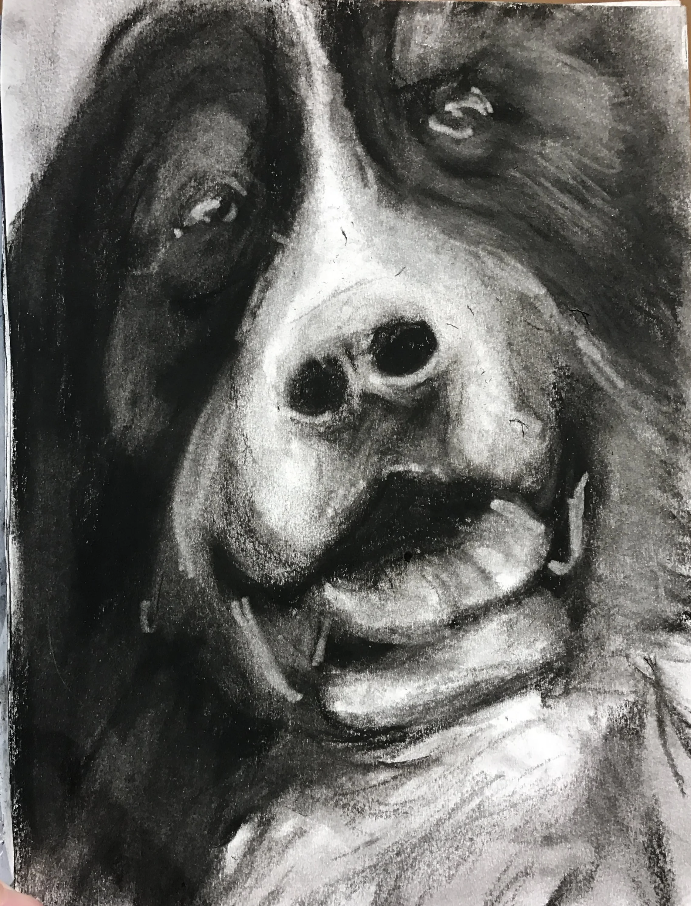 If you run into a Burnese Mountain Dog... you might as well snap a picture and do a sketch, right?