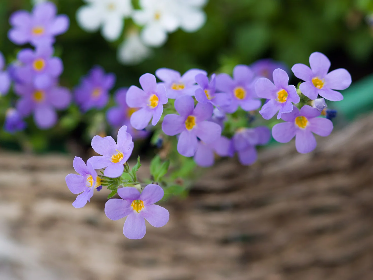 20140522_FWT_00007.jpg
