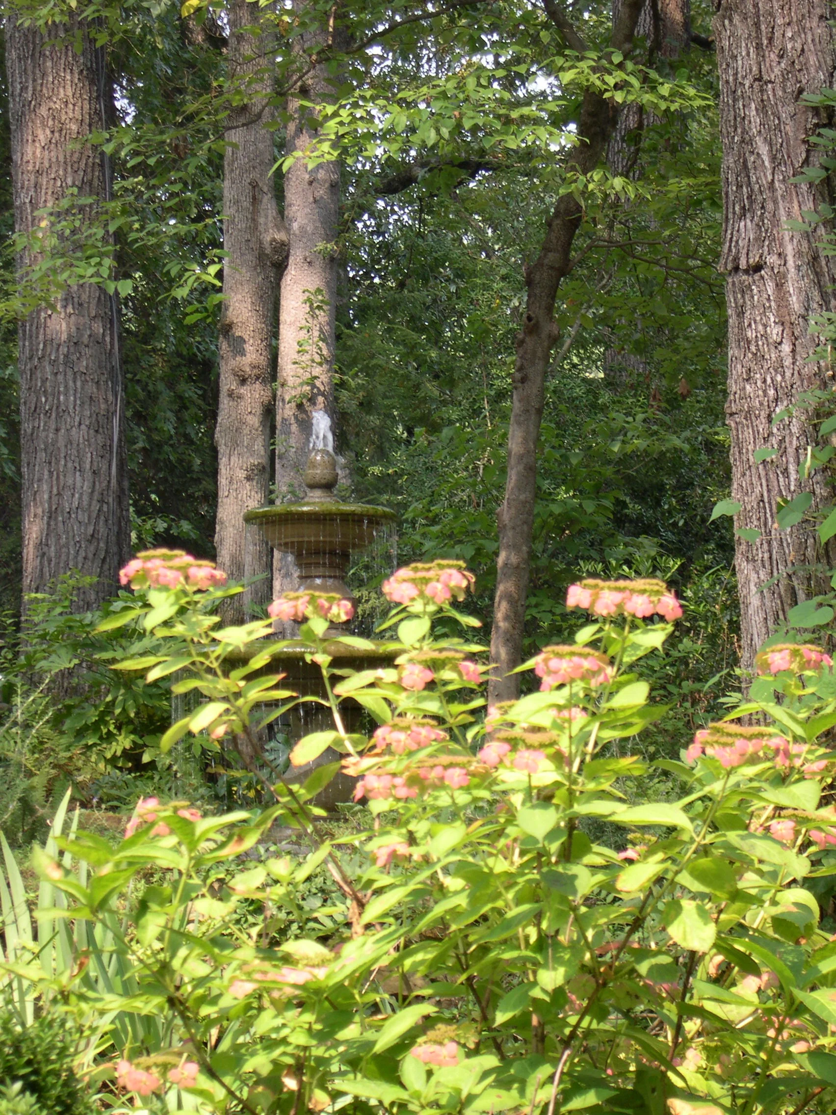 Bird Hydrengas and fountain.JPG