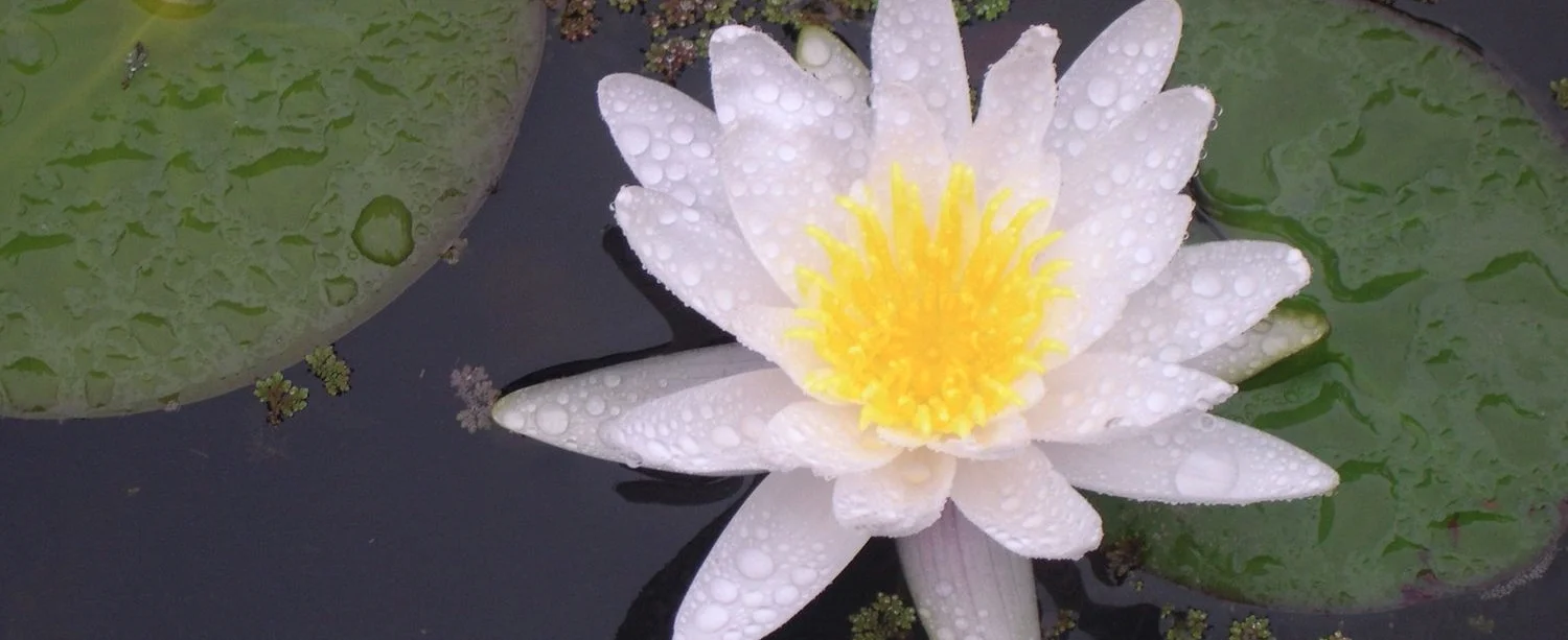 Lilly pond.jpg