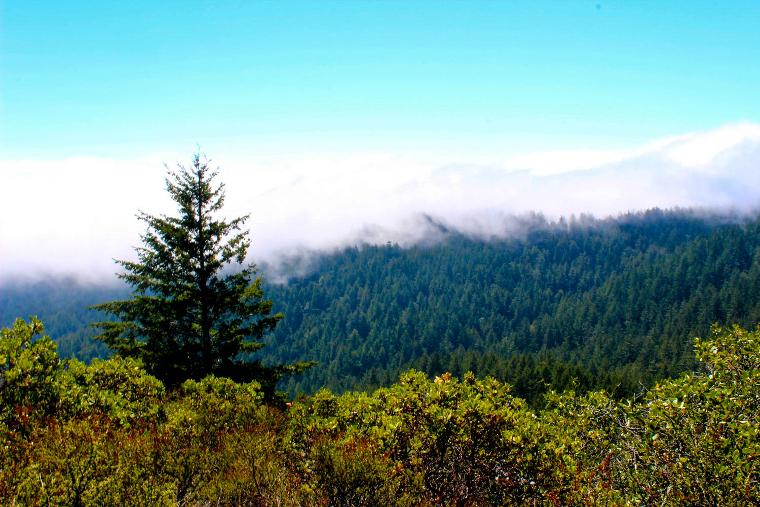 Twin Peaks, California