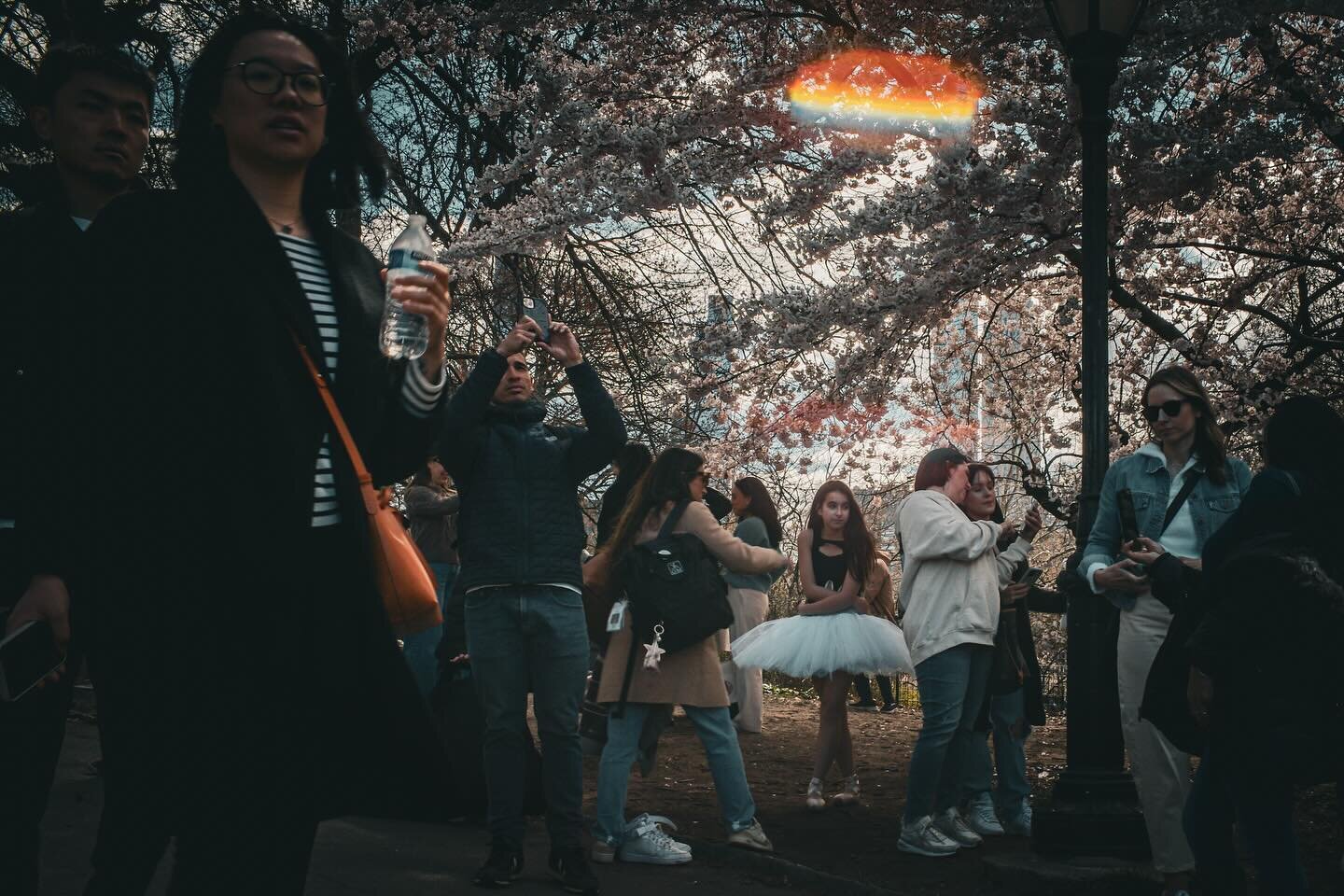 Everyone in Central Park today is a main character in some cherry tree TikTok or Instagram influencer drama. It&rsquo;s too people-y out there, y&rsquo;all&hellip; It was a hard &ldquo;nope&rdquo; after 10 minutes. 👀🌸

#leicam10 #shotonleica #centr