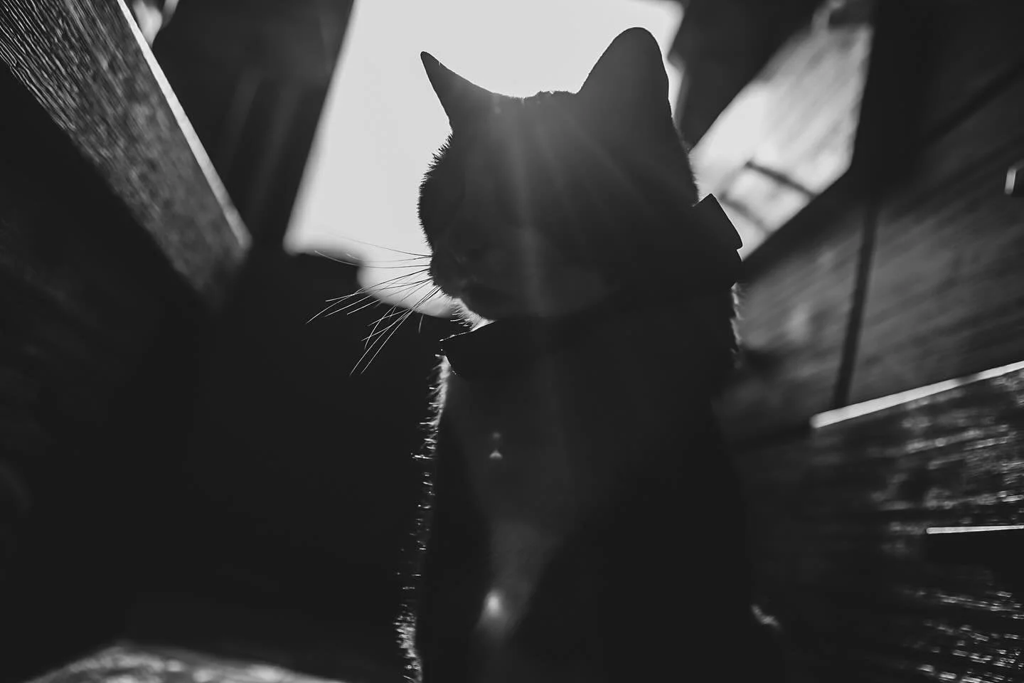 My tiny shadow and soulmate Kirby is turning 20 on October 6th. Here he is in his bowtie - the handsomest of all. We will be celebrating his birthday and a life well lived and loved on Sunday, October 12th. He&rsquo;s overwhelmed by large gatherings 