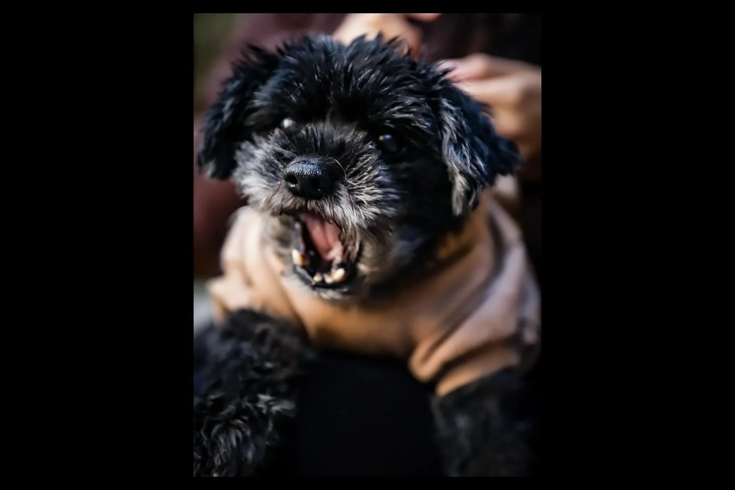 This is Chadwick and his steward Bianca. Chadwick is Bianca&rsquo;s childhood dog and a 14 year old pup with lots of strong opinions. I enjoyed spending some time with this sweet guy and his lovely family this afternoon. 

This is the first in a seri