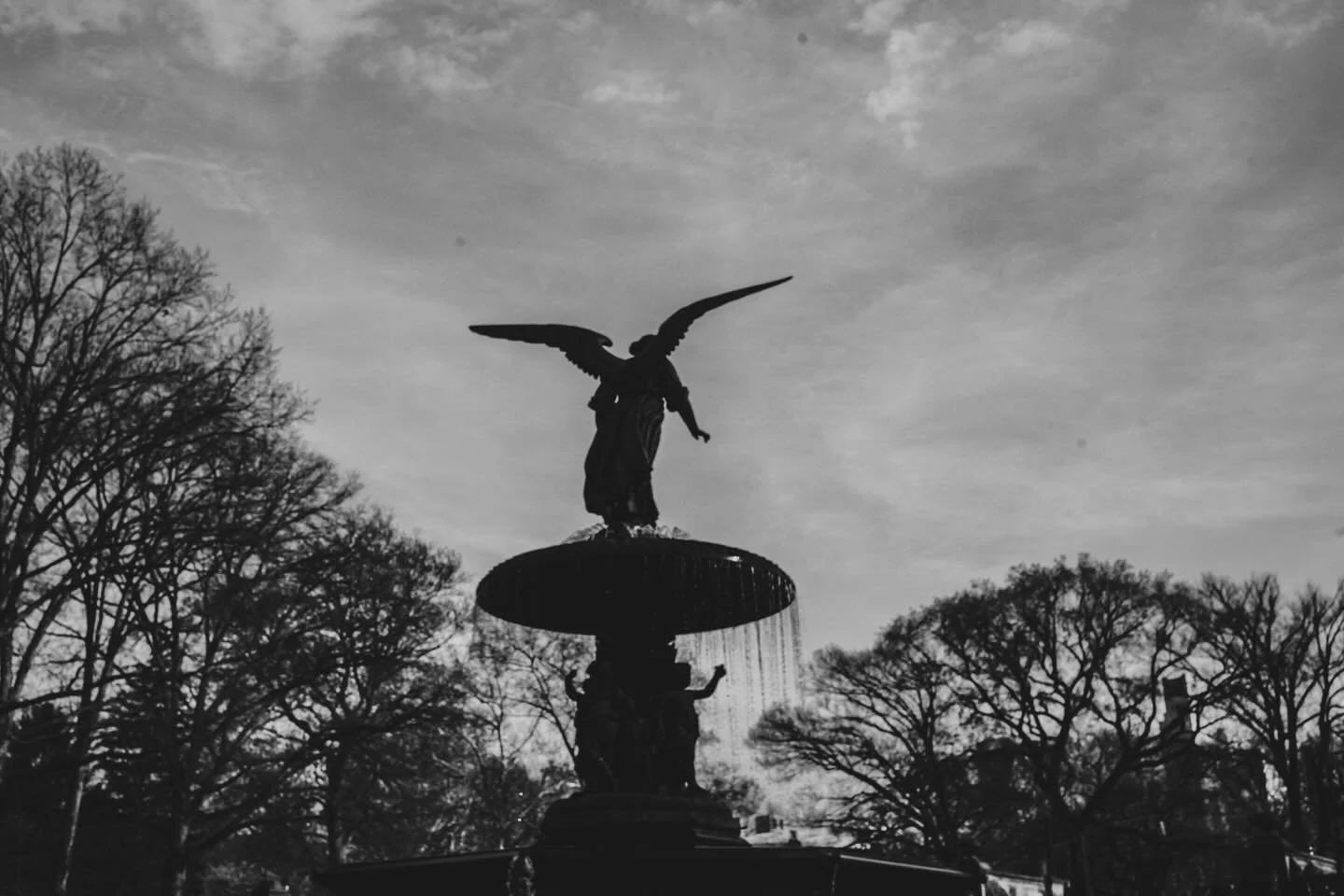 A carousel of Spring in NYC. I&rsquo;m wrapping up an intense week of grant writing for @docblocprojects (and good news that 2 grants came through) but happy to spend time with my old friends the daffodils and cherry blossoms. 🌸 

#spring #nycspring