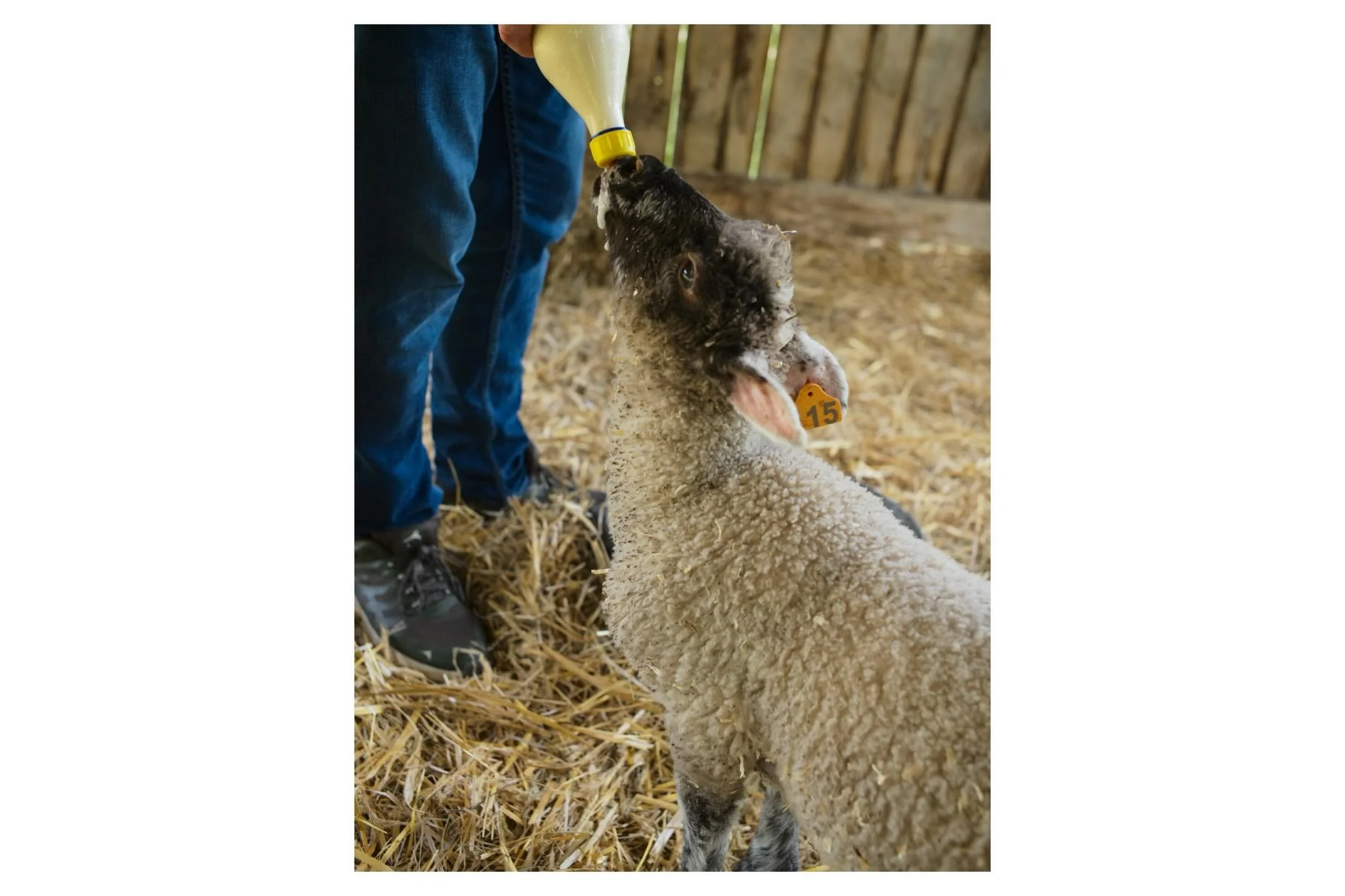 A little baby animal timeline cleanse.

Did you know that when lambs get excited they do a thing called pronking, where they bounce on all fours up in the air to express joy? They also get the zoomies. We visited @shelburnefarms in Vermont today and 
