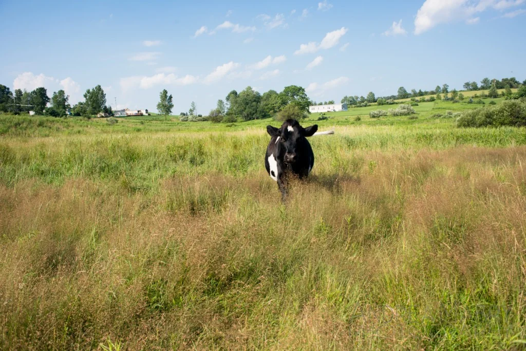 Beulah, the overly affectionate cow, just before galloping over and sticking her head straight into my stomach to nuzzle me. (Which, since she’s a cow, meant holding tight so I wouldn’t fall over. Cow nuzzles are no joke.)