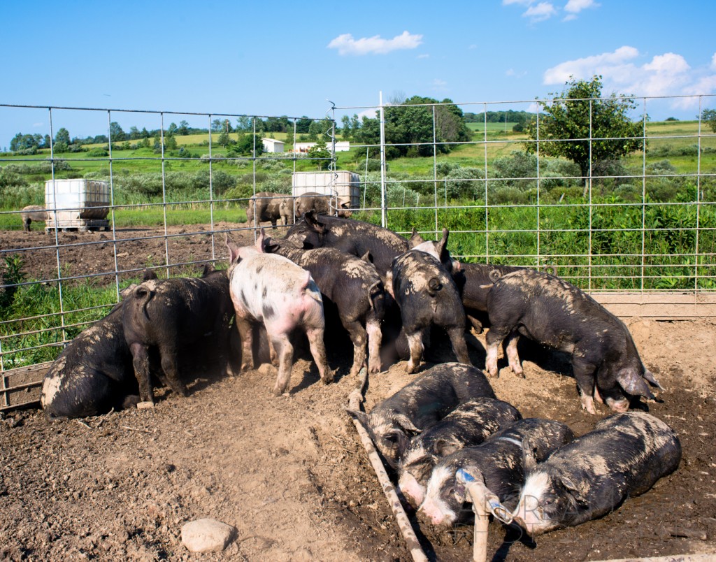 Piglets experiencing their first day outside the barn and without their mamma. Right now they’re trying to hide… they’re thinking… if we can’t see you, you won’t be able to see us! Duh! Though they’re cute now, these “growers” will eventually be slaughtered for meat. When there’s a pig roast at the farm, as there was during my stay, that process begins in the pasture.