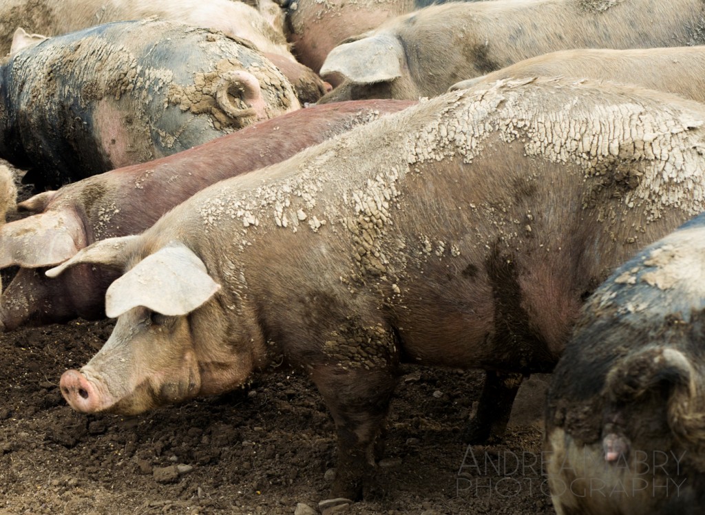 Big pigs.
