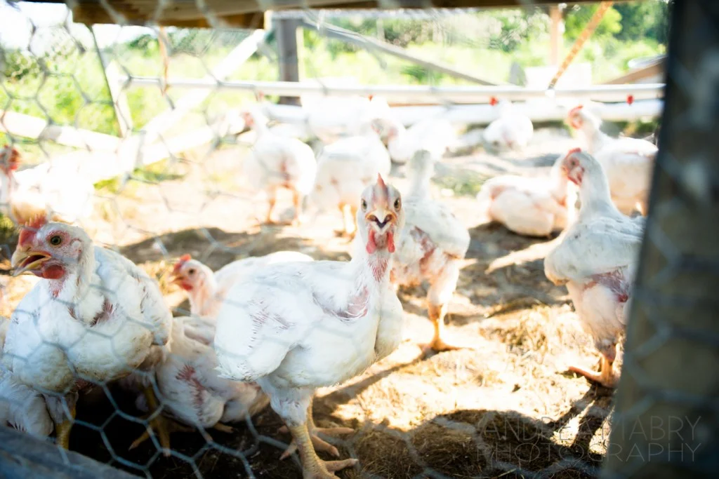Chickens hanging out in their chicken tractor.