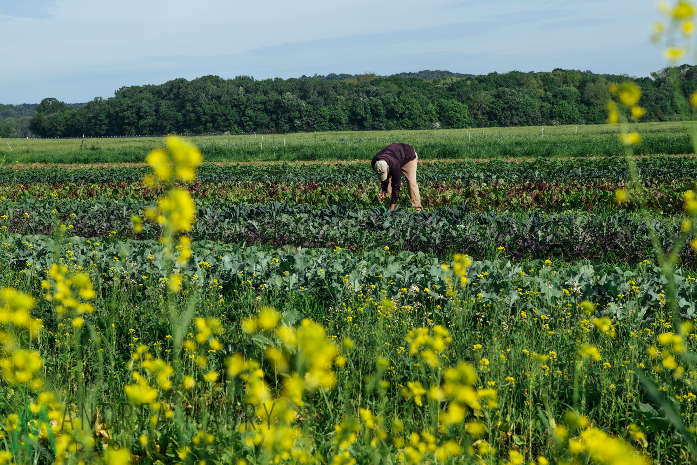 Promotional Photos For Snow S Bend Farm Andrea Mabry Birmingham And New Orleans Photographer