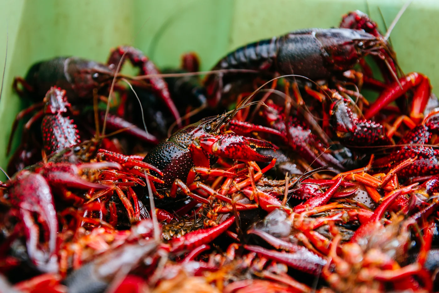 20150620-andreamabry-redmtncrawfish-0027-3576.jpg
