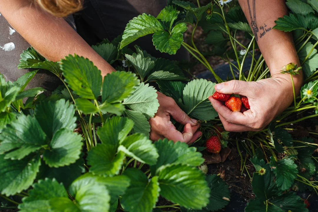 Agricultural Lifestyle photography at Snow's Bend Farm Alabama