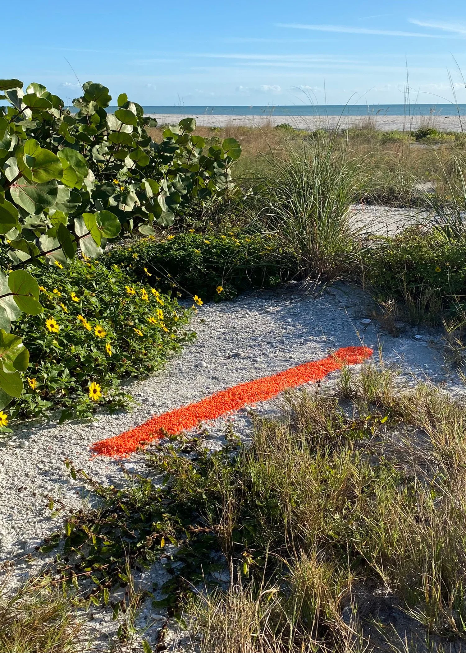 Orange Gravel Tourist, 2024, Orange aquarium gravel on a beach in Winter, Sanibel, FL 