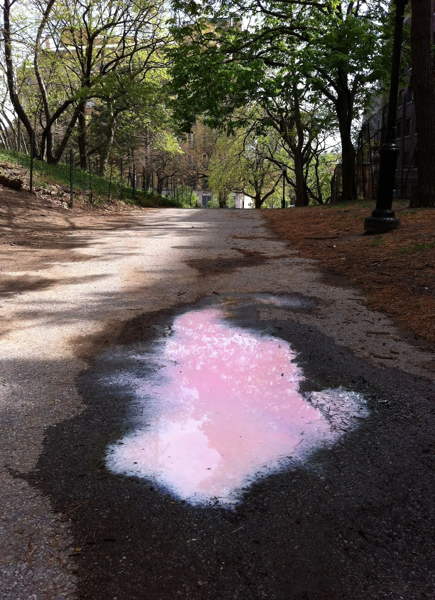 Pink Puddle Tourist, 2014, Diluted milk and red food dye in a puddle in Spring, Fort Greene Park, Brooklyn, NY