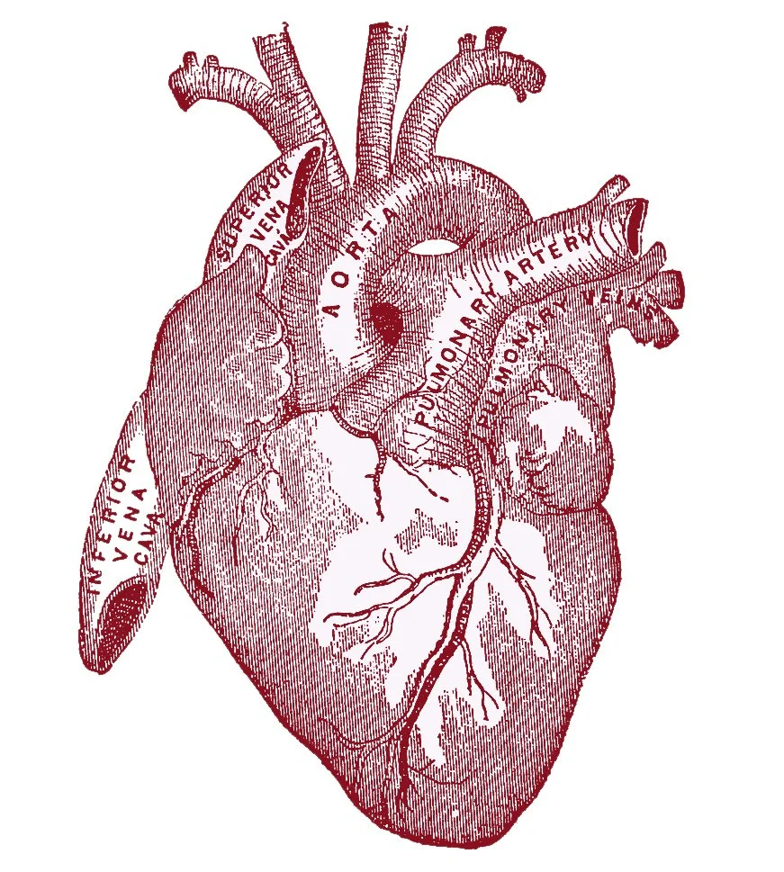 heart-vintageanatomy.jpeg