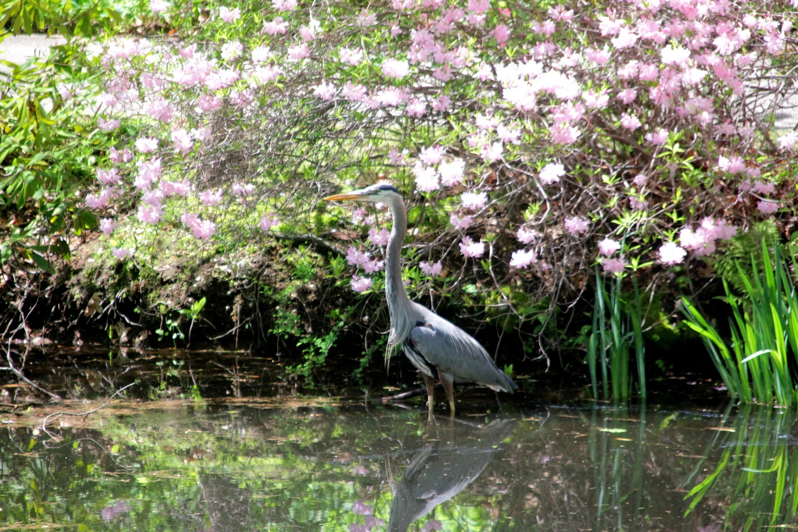 Great blue heron at Mt. Auburn Cemetery