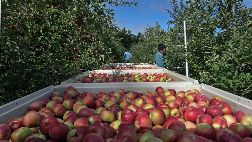 Cornell Club of Boston - Apple Picking