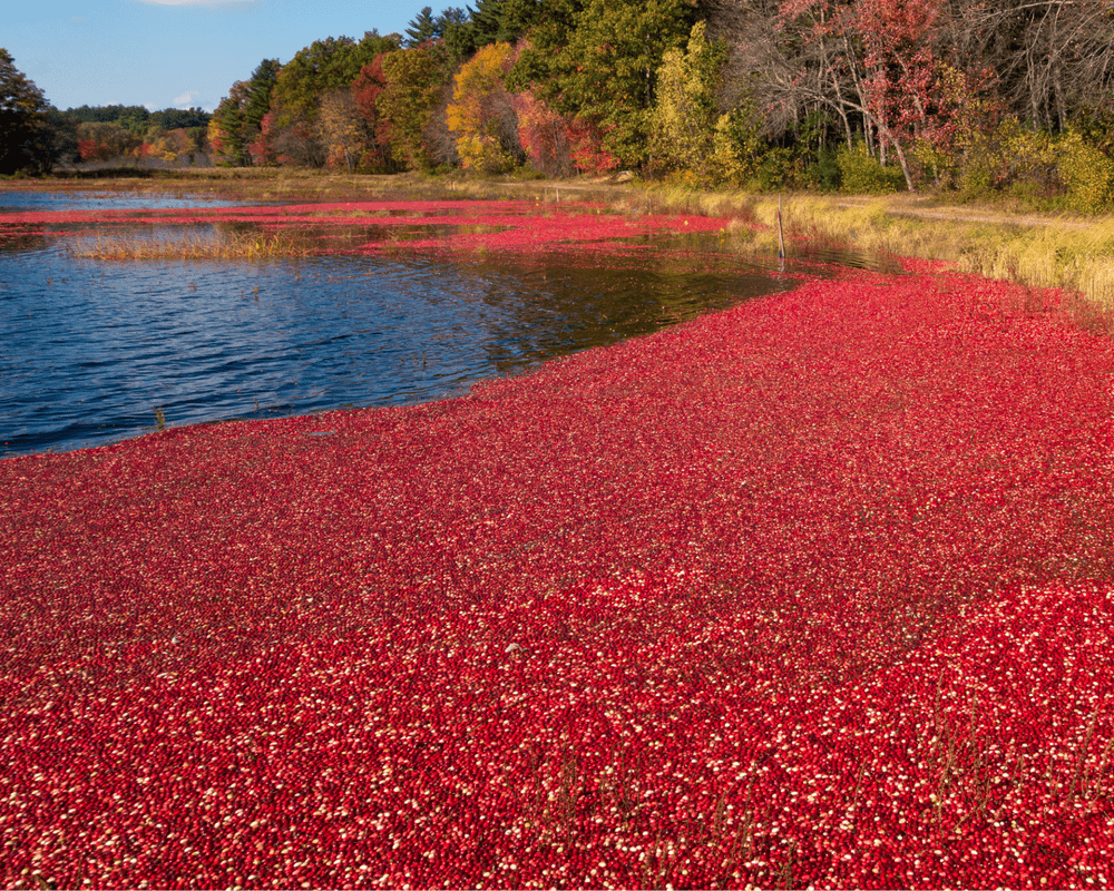 Cornell Club of Boston Cranberry Bog Tour — The Cornell Club of Boston