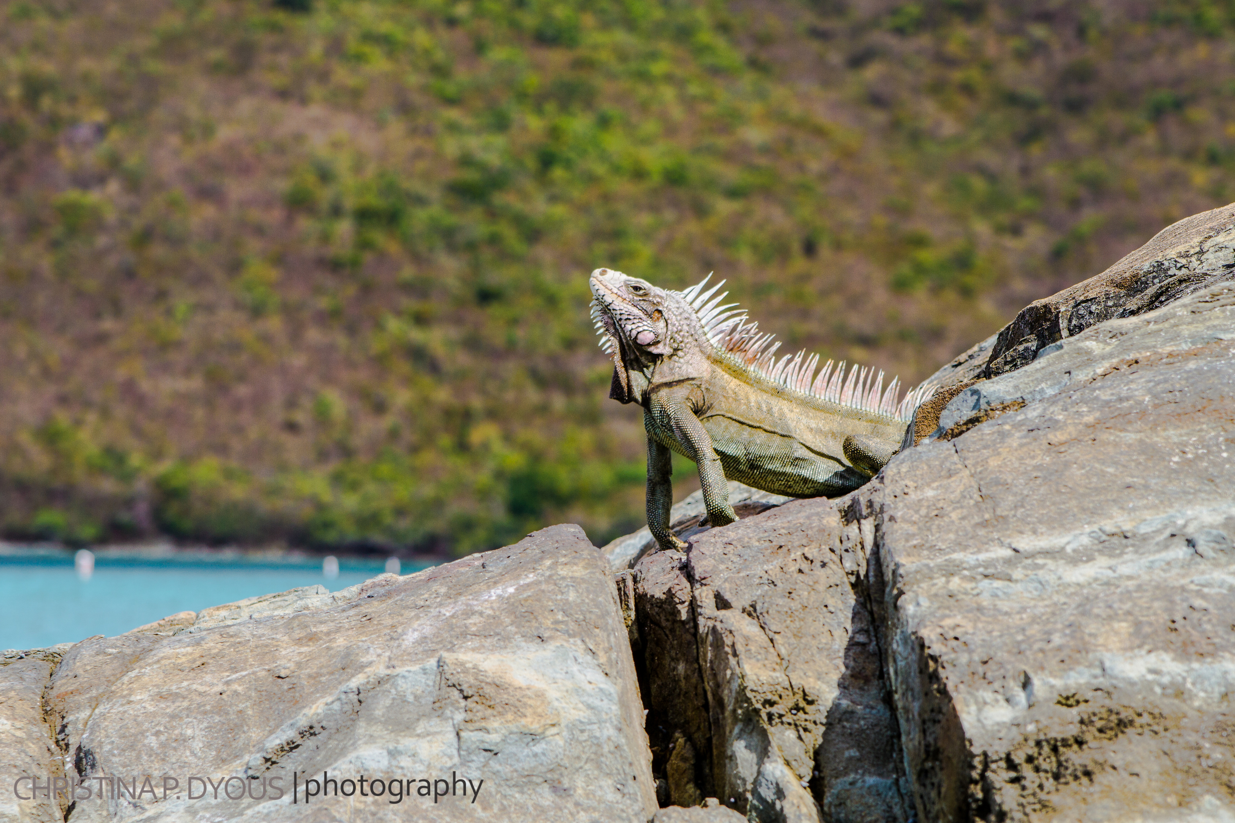 stjohn-10.jpg
