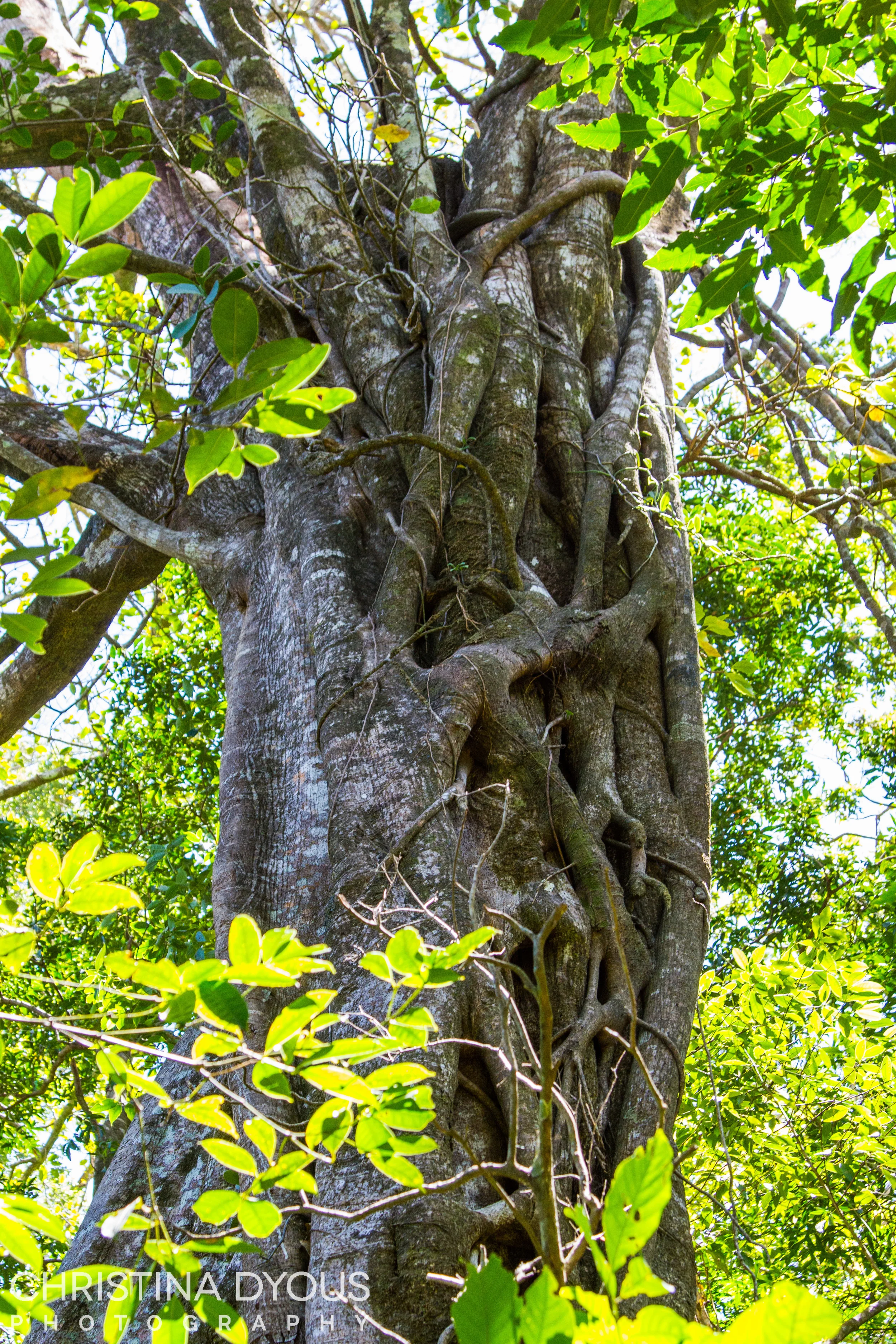 CostaRica2016_131.jpg